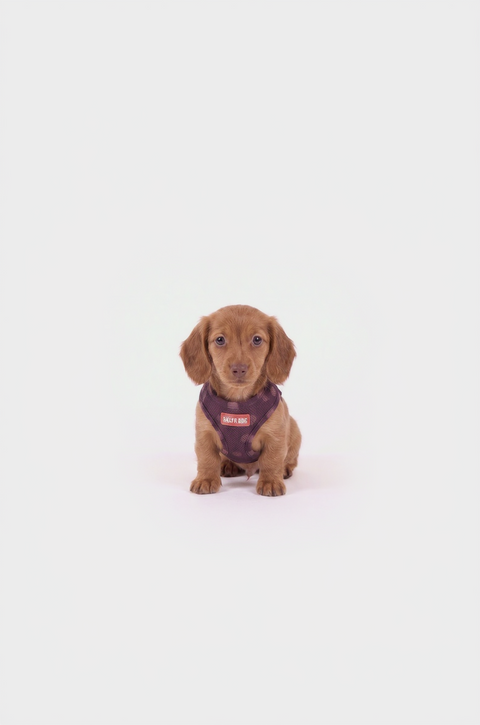 Harnais pour chien Polka – Édition Lilas