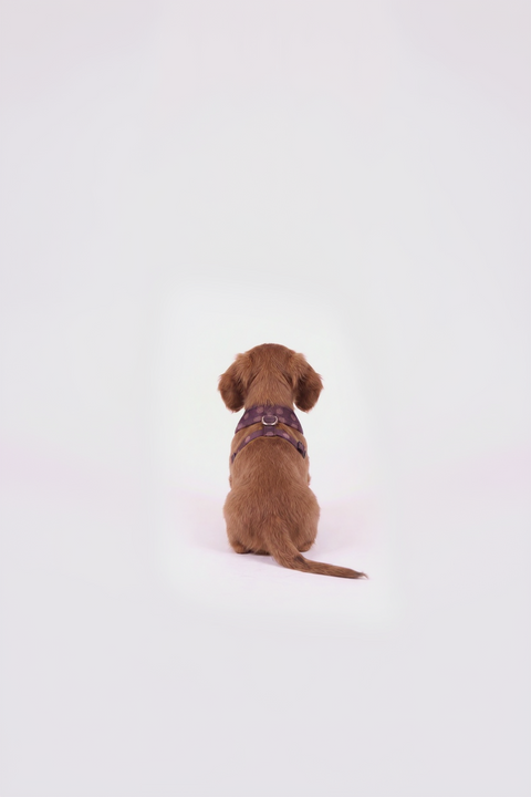 Harnais pour chien Polka – Édition Lilas